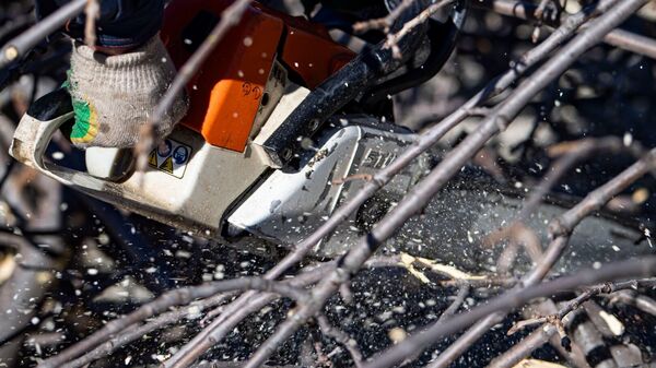 Обрезка деревьев