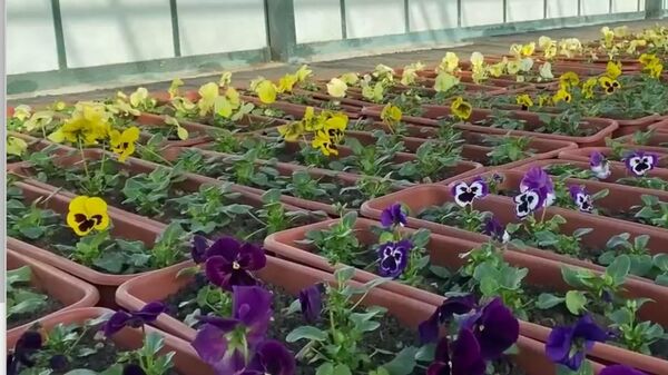 В Симферополе высадят 8 тысяч роз и установят 1,5 тысячи кашпо с виолами
