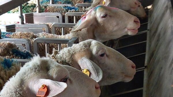 В Крыму разводят овец молочной породы лакон 
