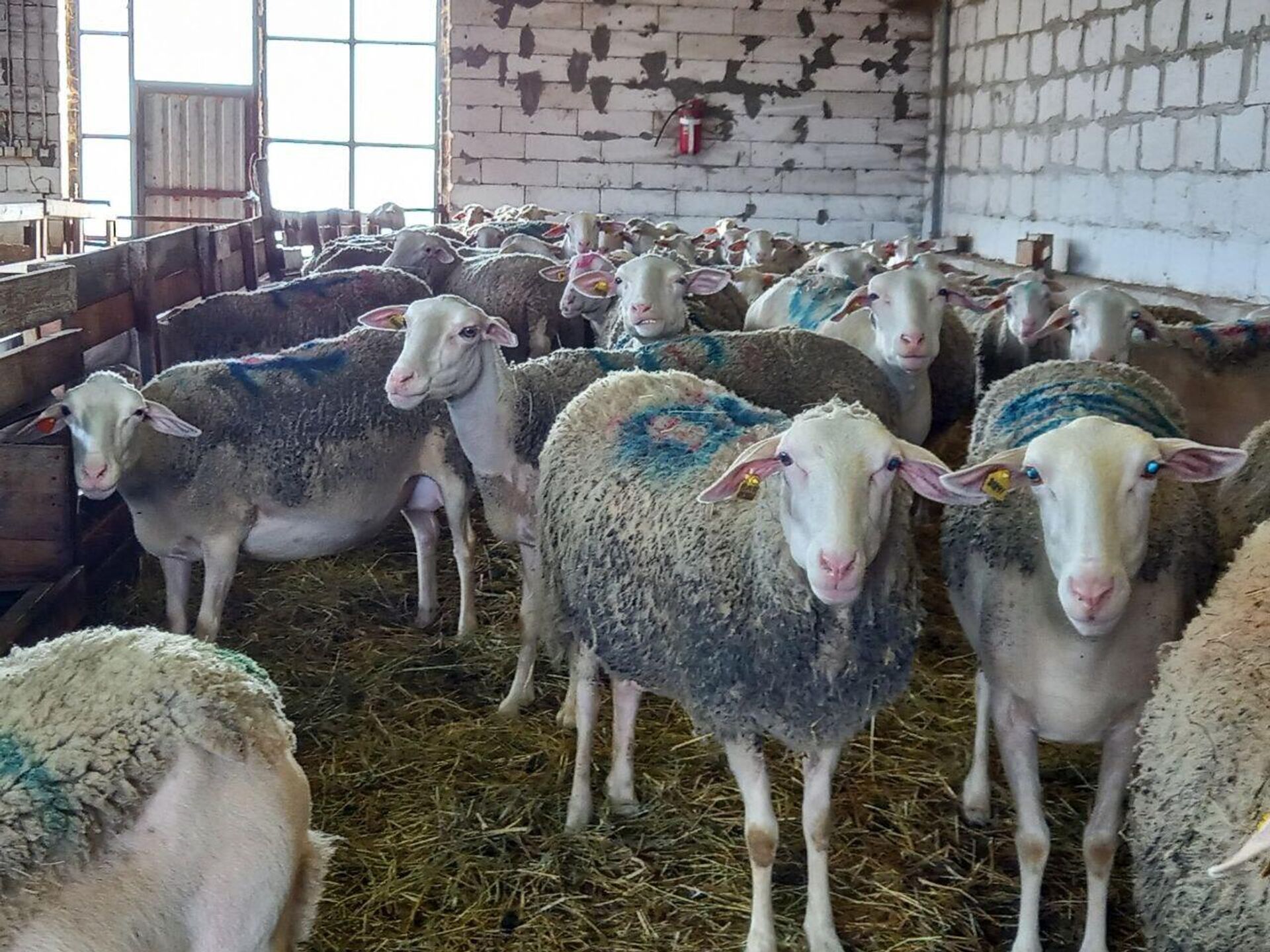 В Крыму разводят овец молочной породы лакон  - РИА Новости, 1920, 02.03.2024