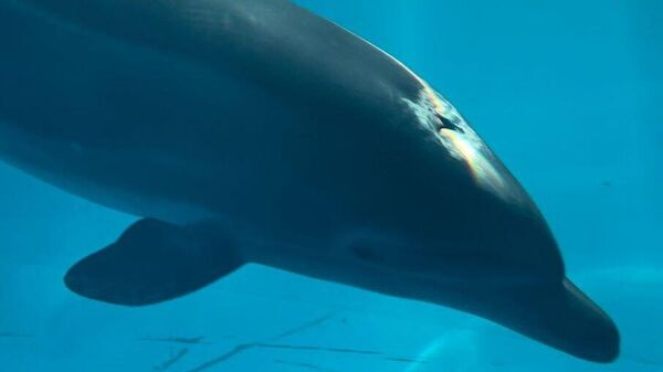 Реабилитация найденного на берегу в Евпатории дельфина в карантинном бассейне
