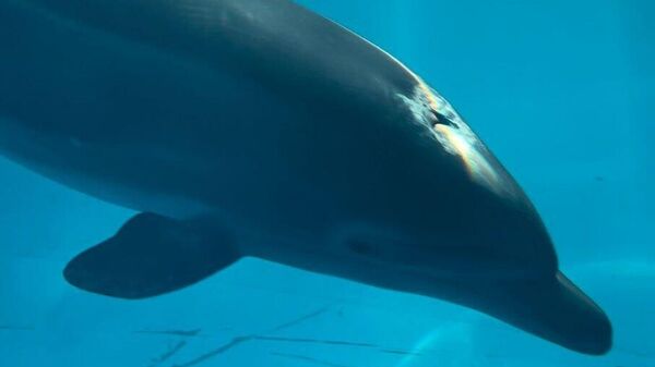 Реабилитация найденного на берегу в Евпатории дельфина в карантинном бассейне