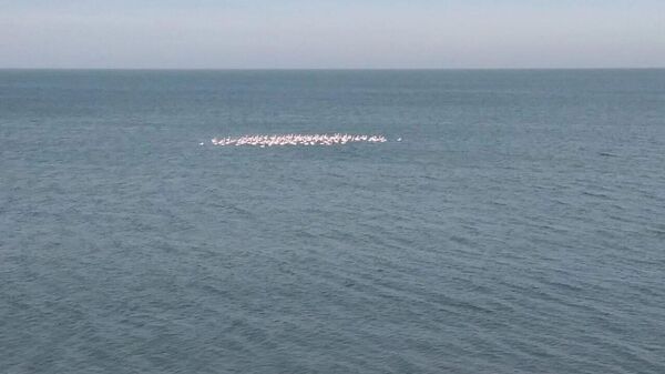 Стая розовых фламинго