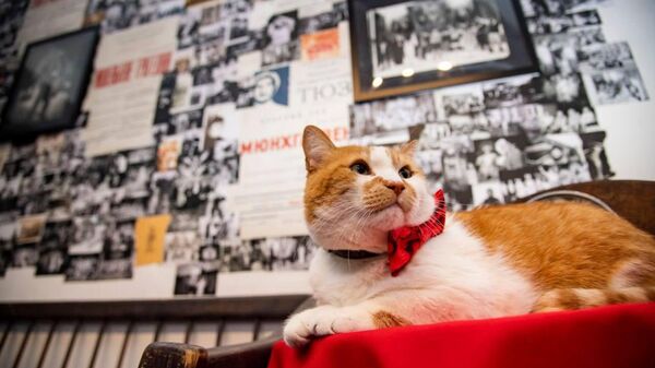 Кот Мостик открыл персональную фотовыставку в Евпатории