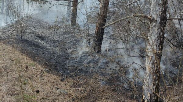 Тушение пожара в лесу Крыма