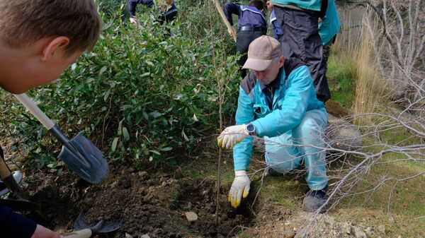 Тысячи деревьев высадили на полуострове к годовщине Крымской весны