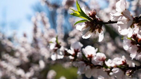 Весна в Симферополе