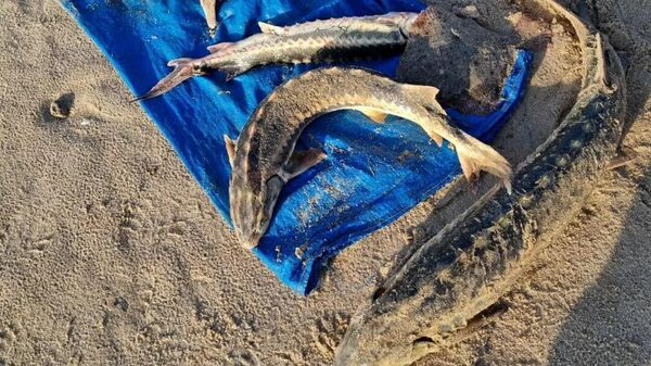 Браконьер задержан за вылов краснокнижной рыбы в Азовском море