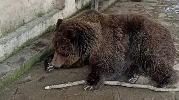 При пожаре в евпаторийском экзотариуме спасли двух медведей