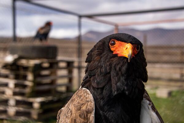 Орел-скоморох в Центре мониторинга и реабилитации хищных птиц Холзан Крым