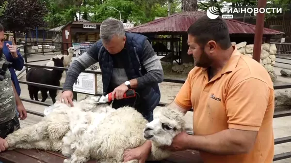 Экзотические животные в Крыму готовятся к летнему туристическому сезону