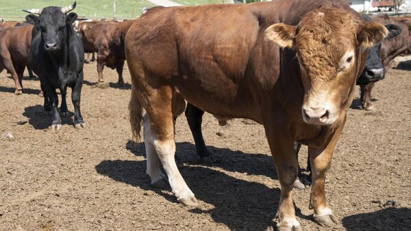 В Крыму разводят  коров лимузинской и абердинской пород