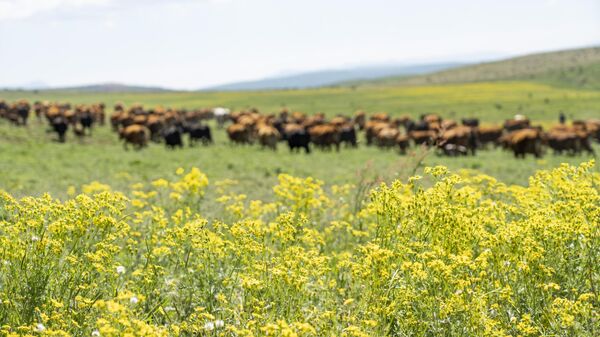 В Крыму разводят  коров лимузинской и абердинской пород