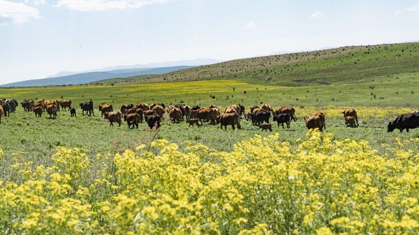 В Крыму разводят  коров лимузинской и абердинской пород