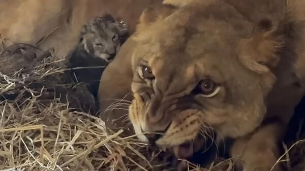 В сафари-парке Тайган в Крыму львица отказалась от трех из пяти новорожденных львят