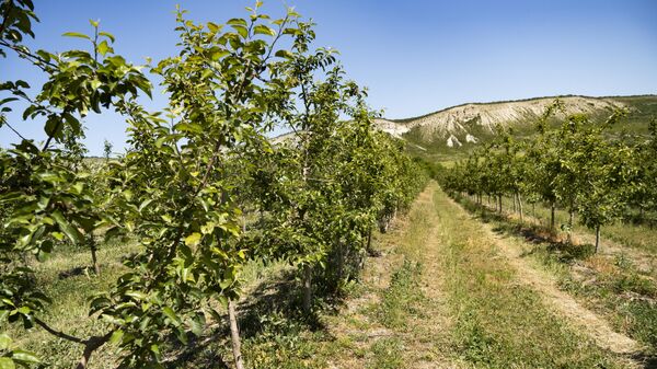 сады в Белгорском районе Крыма