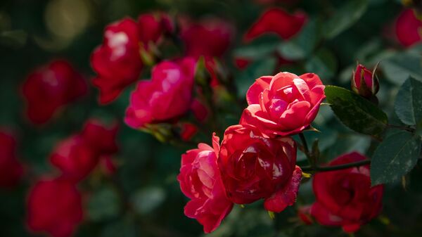 Цветение роз в Никитском ботаническом саду