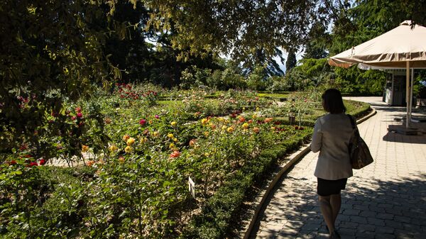 Цветение роз в Никитском ботаническом саду