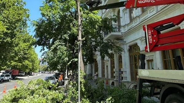 Упавшее дерево в Севастополе