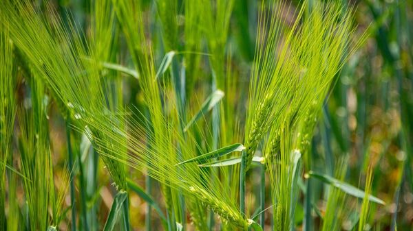 В Крыму из-за погоды на 7,8 тысячах гектаров зерновых не будут убирать урожай