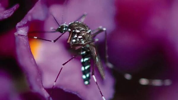 Комар Aedes albopictus. Архивное фото