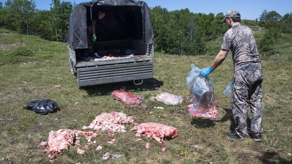 Подкормка белоголовых сипов и черных грифов на плато Чатыр-Дага в Крыму