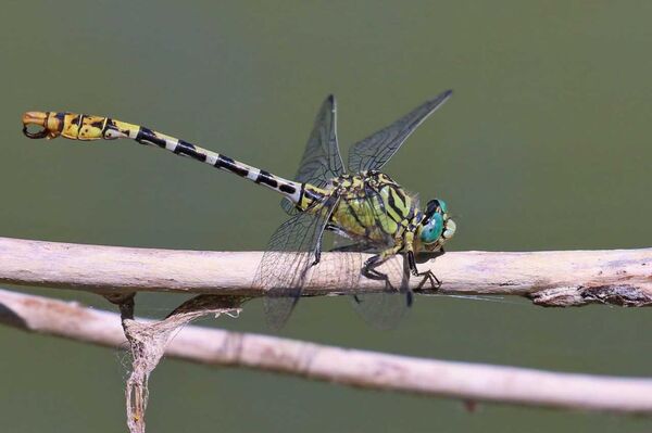 Стрекоза Когтедедка
