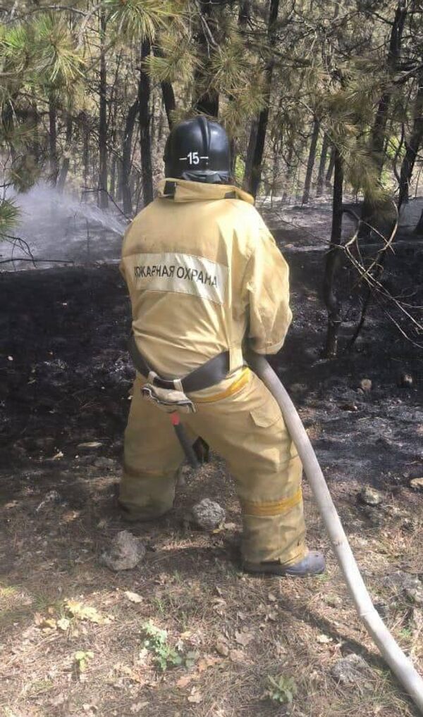 В селе Верхнесадовое в Севастополе локализовали открытое горение леса на площади 4 гектара