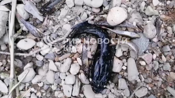 В Салгире массово гибнет рыба – пострадал краснокнижный крымский усач