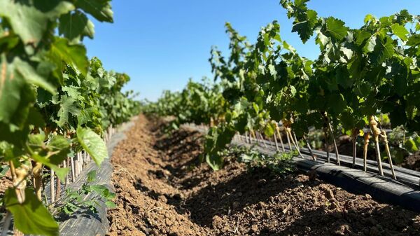 В Крыму выращивают первые саженцы на первом заложенном в России маточнике винограда