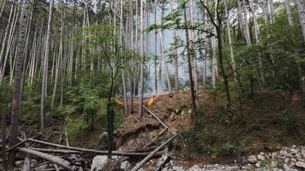 Пожар в Ялтинском горно-лесном заповеднике