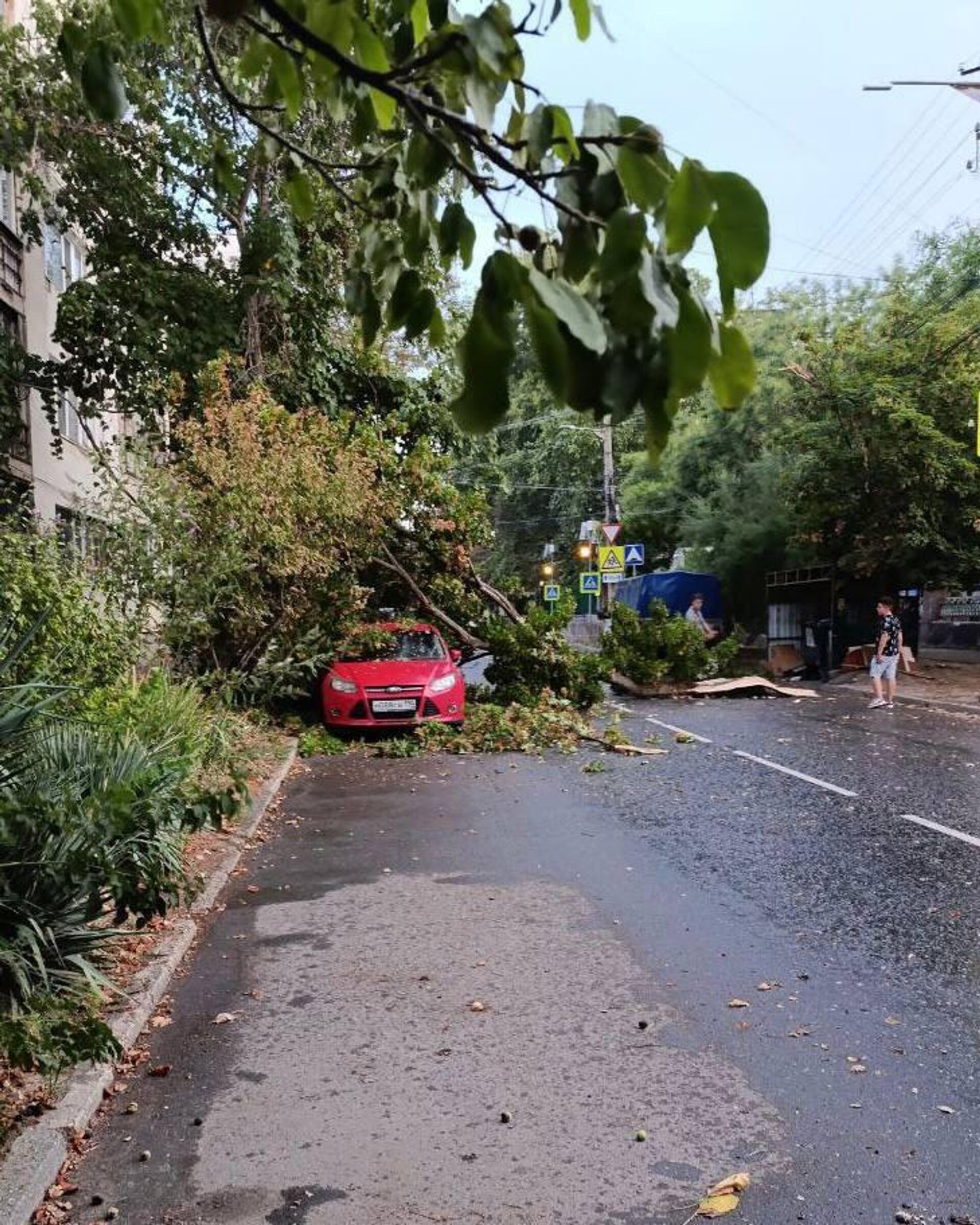 Упавшее дерево в Симферополе во время грозы 2 сентября 2024 года - РИА Новости, 1920, 02.09.2024