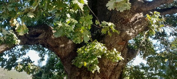 600-летний дуб в селе Дальнее