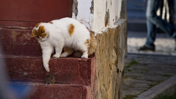 Кот поймал крысу