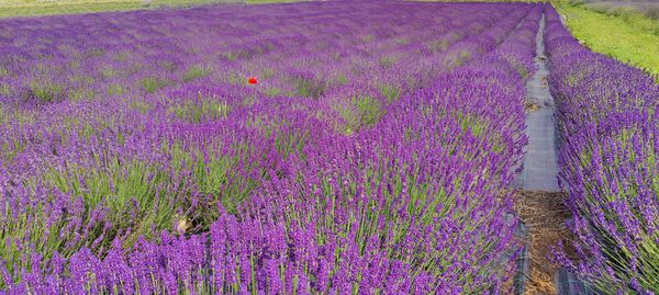 В Крыму получили первый в России сертификат на органическую лаванду