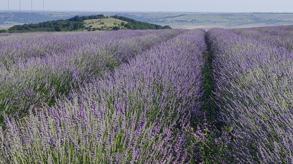 В Крыму получили первый в России сертификат на органическую лаванду