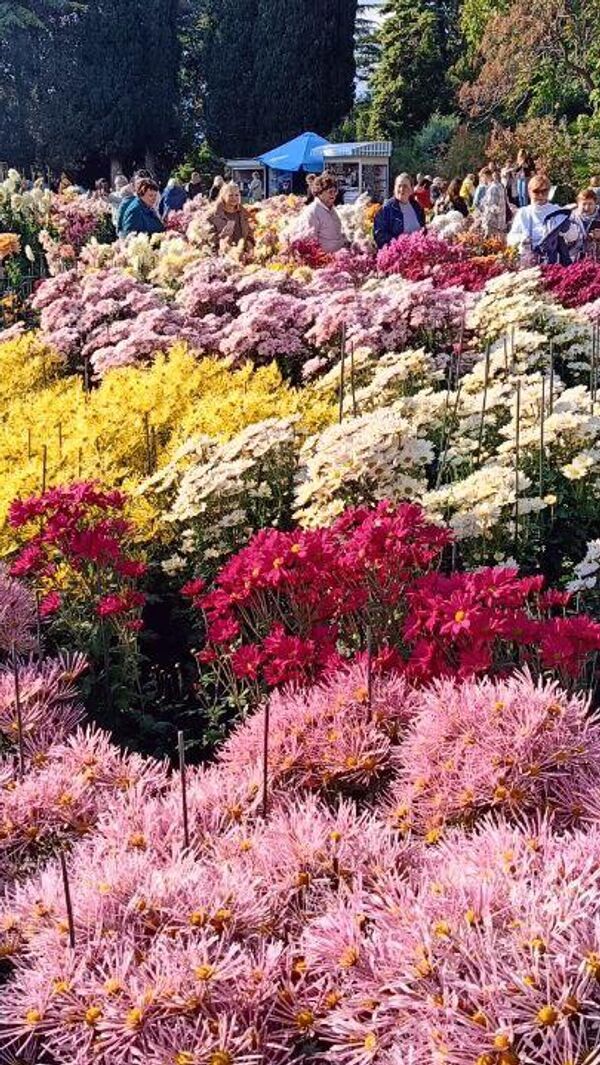 Бал хризантем в Никитском ботаническом саду Бал хризантем в Никитском ботаническом саду