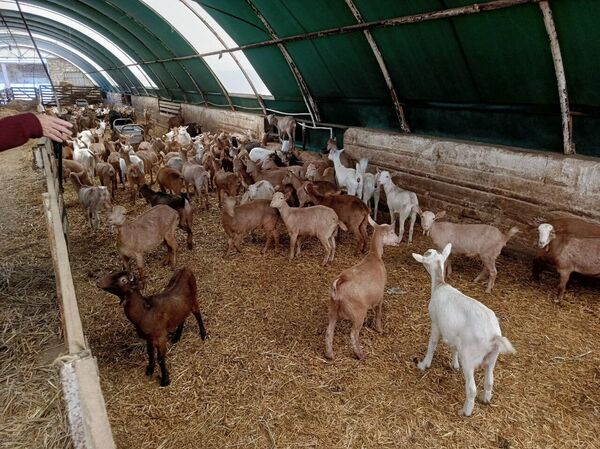 Козы на ферме Вилли Мартинса