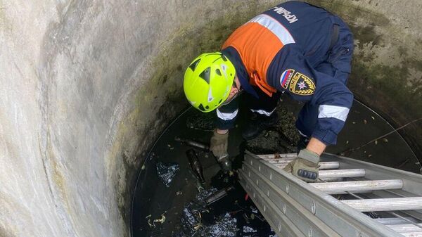 В Ленино собака провалилась в двухметровый колодец