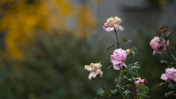 Дождь в Симферополе