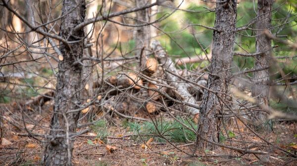 Вырубка сосен в Бахчисарайском районе Крыма