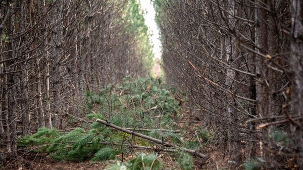 Вырубка сосен в Бахчисарайском районе Крыма