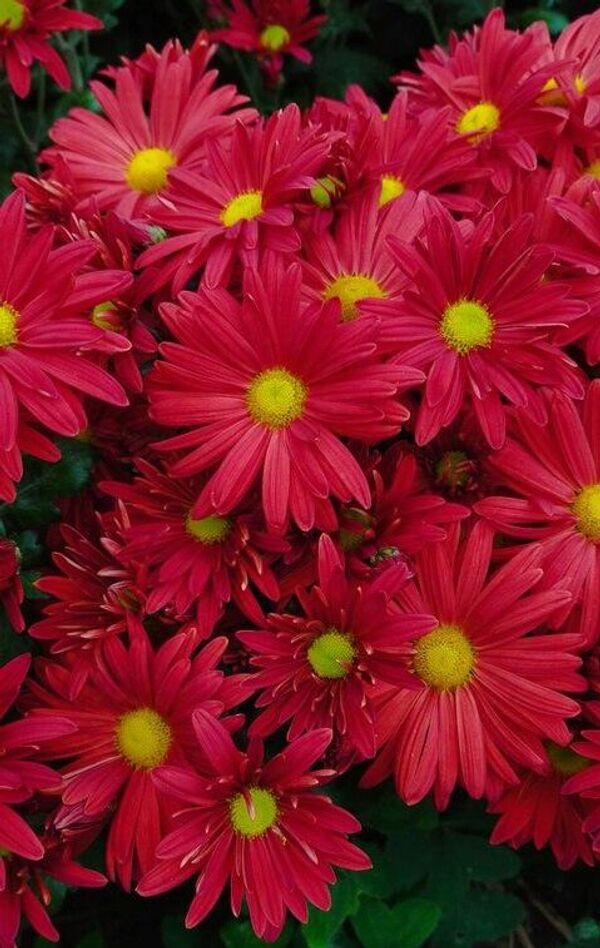 Принцесса бала хризантем 2024 года – сорт Героям Донбасса                                      