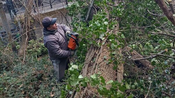 Штормовой ветер поломал деревья в Ялте