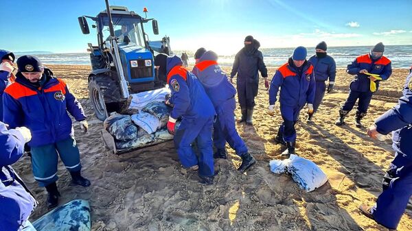 Специалисты убирают мазут с пляжа в Краснодарском крае