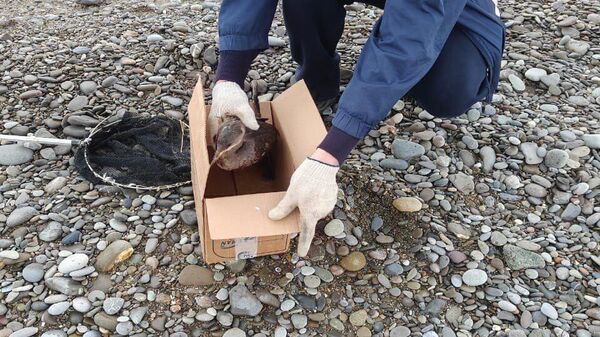 В Алуште помогают испачканным в мазуте птицам