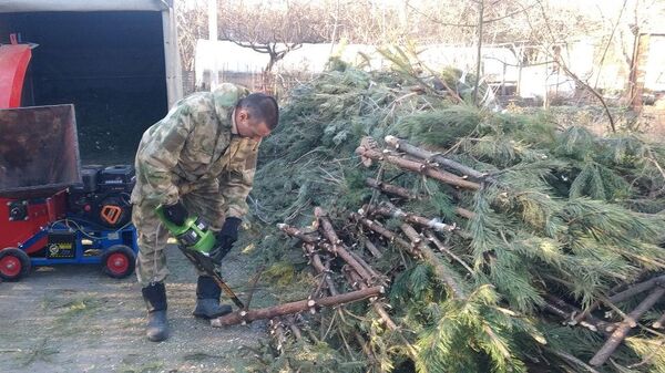 На предприятии в Симферополе из переработанных елок изготавливают мульчу 