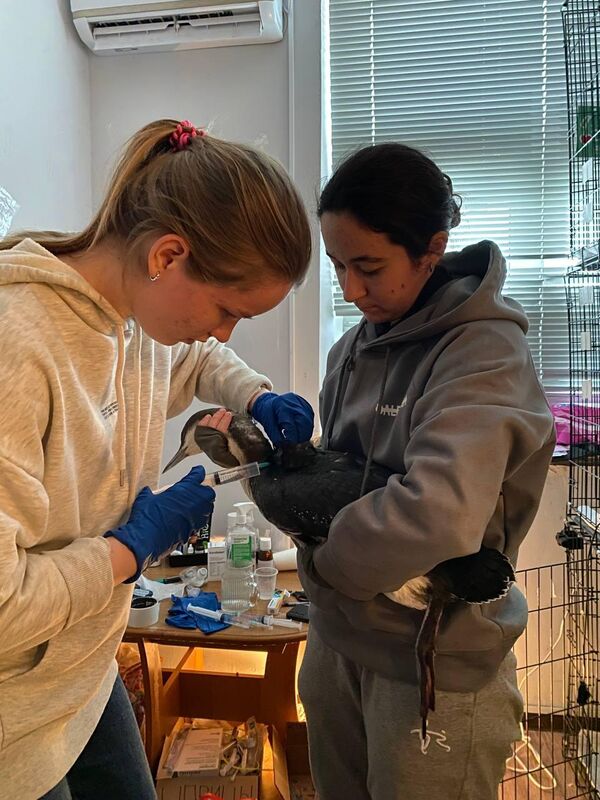 Волонтеры делают инъекции птицам 