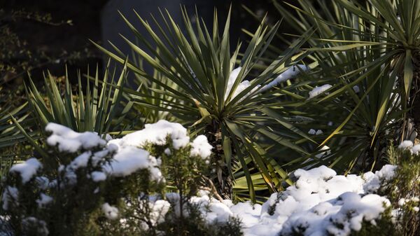 Зимняя Ялта