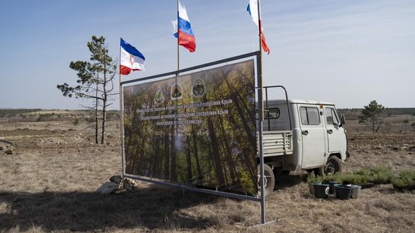 Посадка крымской сосны в Белогорском районе Крыма Посадка крымской сосны в Белогорском районе Крыма
